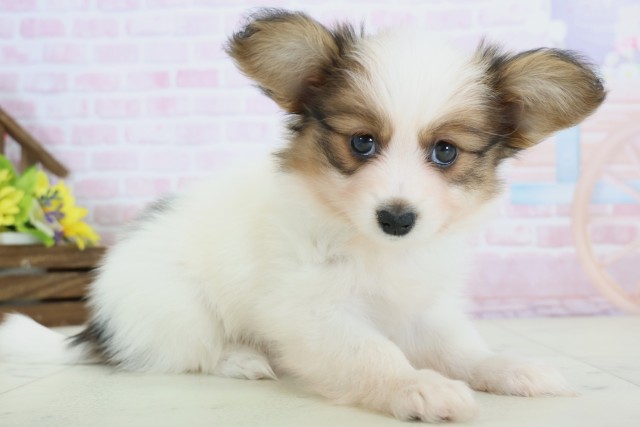 佐賀県のパピヨン (Coo&RIKU佐賀神埼店/2025年12月10日生まれ/男の子/ホワイトブラウン)の子犬の2枚目の画像