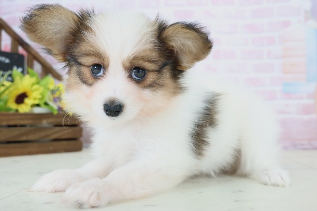 佐賀県のパピヨン (Coo&RIKU佐賀神埼店/2025年12月10日生まれ/男の子/ホワイトブラウン)の子犬の3枚目の画像