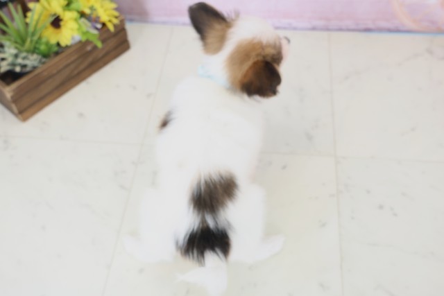 佐賀県のパピヨン (Coo&RIKU佐賀神埼店/2025年12月10日生まれ/男の子/ホワイトブラウン)の子犬の4枚目の画像