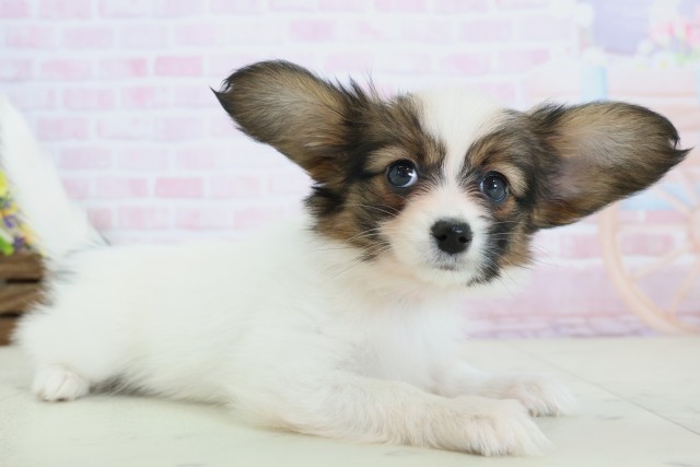 鹿児島県のパピヨン (Coo&RIKU鹿児島店/2025年12月10日生まれ/女の子/ホワイトブラウン)の子犬の2枚目の画像