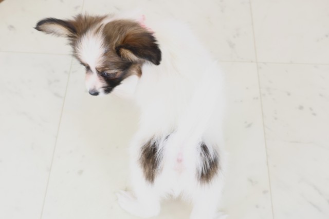 鹿児島県のパピヨン (Coo&RIKU鹿児島店/2025年12月10日生まれ/女の子/ホワイトブラウン)の子犬の4枚目の画像