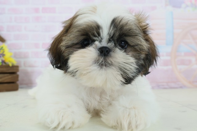 福岡県のシーズー (Coo&RIKU久留米店/2025年11月19日生まれ/男の子/ゴールドホワイト)の子犬の1枚目の画像