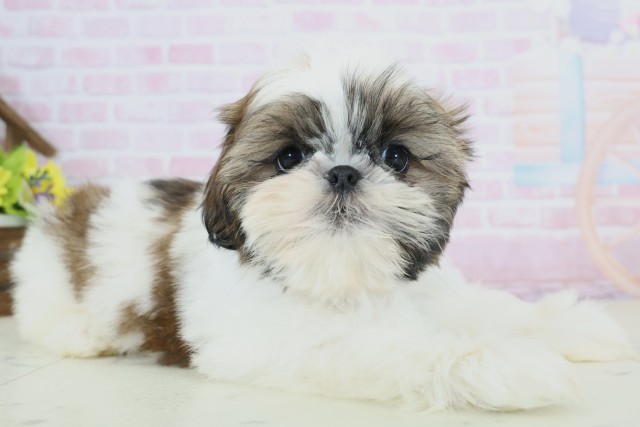 福岡県のシーズー (Coo&RIKU久留米店/2025年11月19日生まれ/男の子/ゴールドホワイト)の子犬の2枚目の画像