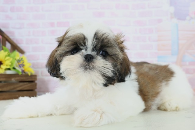 福岡県のシーズー (Coo&RIKU久留米店/2025年11月19日生まれ/男の子/ゴールドホワイト)の子犬の3枚目の画像