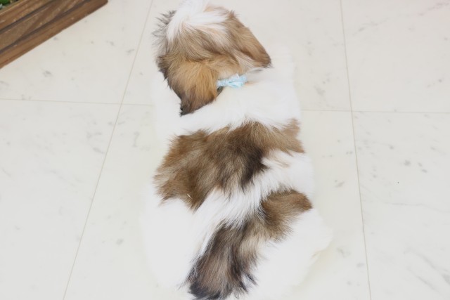 福岡県のシーズー (Coo&RIKU久留米店/2025年11月19日生まれ/男の子/ゴールドホワイト)の子犬の4枚目の画像