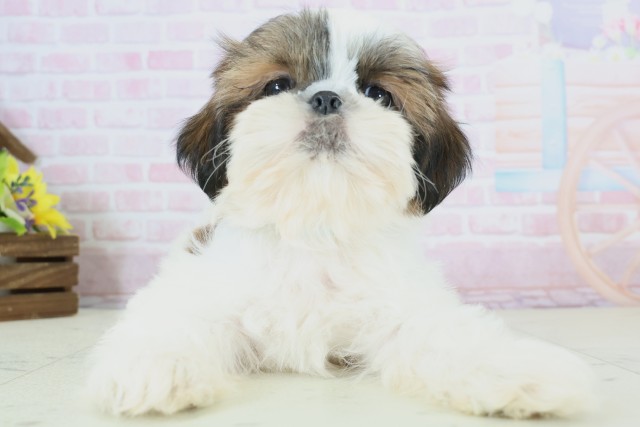 福岡県のシーズー (Coo&RIKU福岡東店/2025年11月19日生まれ/男の子/ゴールドホワイト)の子犬の1枚目の画像