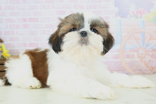 福岡県のシーズー (Coo&RIKU福岡東店/2025年11月19日生まれ/男の子/ゴールドホワイト)の子犬の2枚目の画像