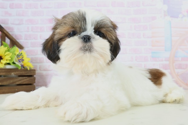 福岡県のシーズー (Coo&RIKU福岡東店/2025年11月19日生まれ/男の子/ゴールドホワイト)の子犬の3枚目の画像