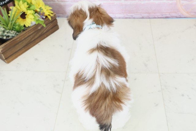 福岡県のシーズー (Coo&RIKU福岡東店/2025年11月19日生まれ/男の子/ゴールドホワイト)の子犬の4枚目の画像