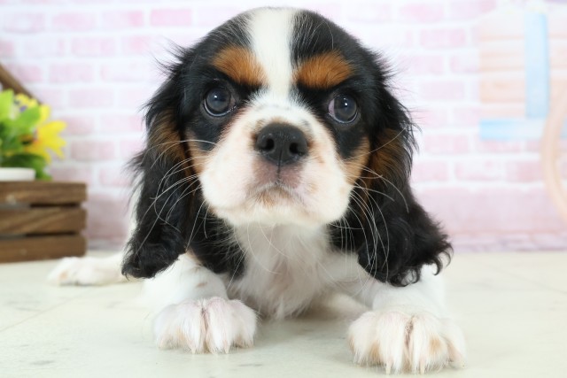 宮崎県のキャバリアキングチャールズスパニエル (Coo&RIKU宮崎店/2025年11月26日生まれ/女の子/トライカラー)の子犬の1枚目の画像