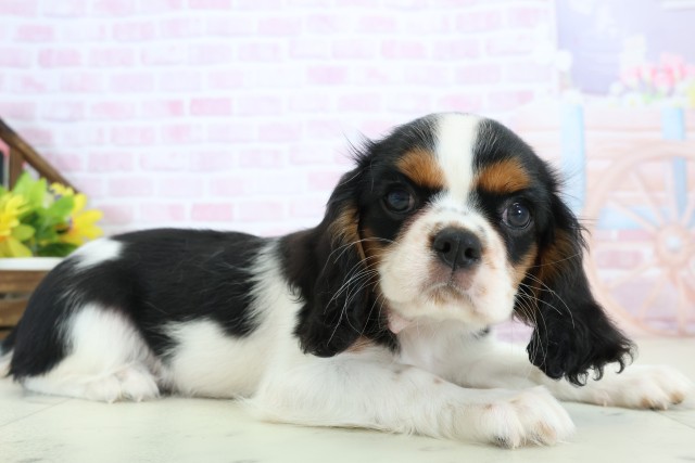 宮崎県のキャバリアキングチャールズスパニエル (Coo&RIKU宮崎店/2025年11月26日生まれ/女の子/トライカラー)の子犬の2枚目の画像