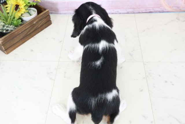 宮崎県のキャバリアキングチャールズスパニエル (Coo&RIKU宮崎店/2025年11月26日生まれ/女の子/トライカラー)の子犬の4枚目の画像