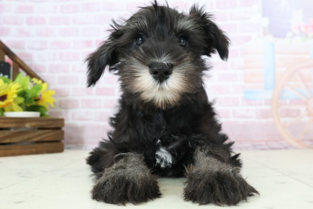 熊本県のミニチュアシュナウザー (Coo&RIKU熊本店/2025年11月28日生まれ/男の子/ブラックシルバー)の子犬の1枚目の画像