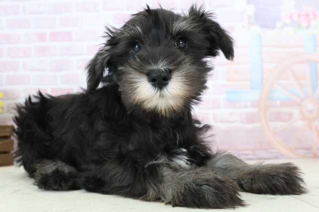 熊本県のミニチュアシュナウザー (Coo&RIKU熊本店/2025年11月28日生まれ/男の子/ブラックシルバー)の子犬の2枚目の画像