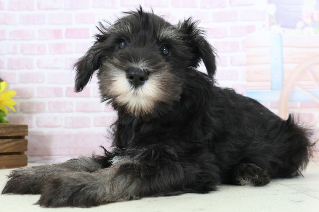 熊本県のミニチュアシュナウザー (Coo&RIKU熊本店/2025年11月28日生まれ/男の子/ブラックシルバー)の子犬の3枚目の画像