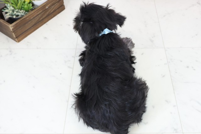 熊本県のミニチュアシュナウザー (Coo&RIKU熊本店/2025年11月28日生まれ/男の子/ブラックシルバー)の子犬の4枚目の画像