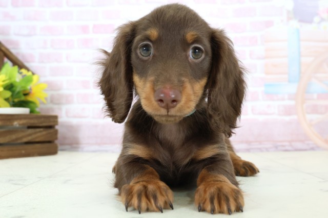 ミニチュア・ダックスフンド