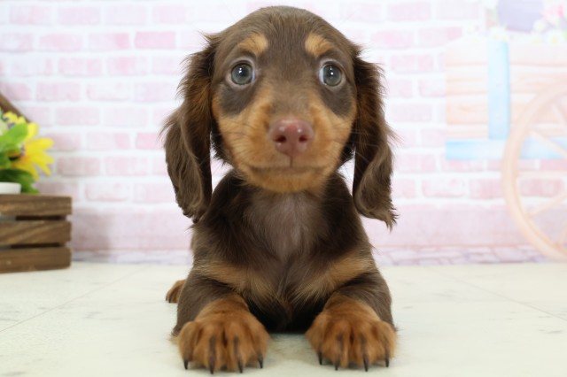 鹿児島県のミニチュアダックスフンド(ロング) (Coo&RIKU鹿児島店/2025年12月8日生まれ/男の子/チョコレートタン)の子犬の1枚目の画像