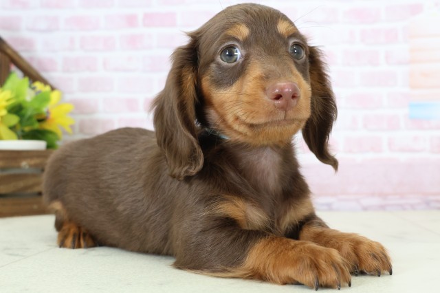 鹿児島県のミニチュアダックスフンド(ロング) (Coo&RIKU鹿児島店/2025年12月8日生まれ/男の子/チョコレートタン)の子犬の2枚目の画像