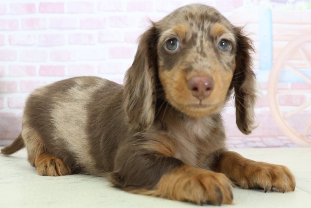 鹿児島県のミニチュアダックスフンド(ロング) (Coo&RIKU霧島店/2025年12月8日生まれ/男の子/チョコレートダップル)の子犬の2枚目の画像