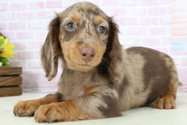 鹿児島県のミニチュアダックスフンド(ロング) (Coo&RIKU霧島店/2025年12月8日生まれ/男の子/チョコレートダップル)の子犬の3枚目の画像