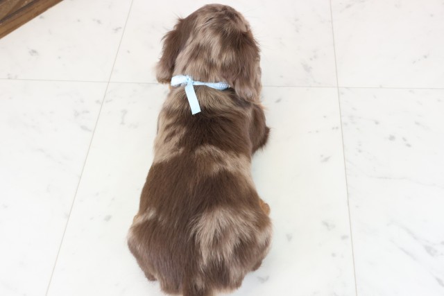 鹿児島県のミニチュアダックスフンド(ロング) (Coo&RIKU霧島店/2025年12月8日生まれ/男の子/チョコレートダップル)の子犬の4枚目の画像