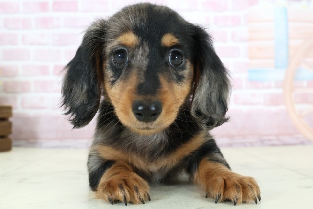 ミニチュア・ダックスフンド