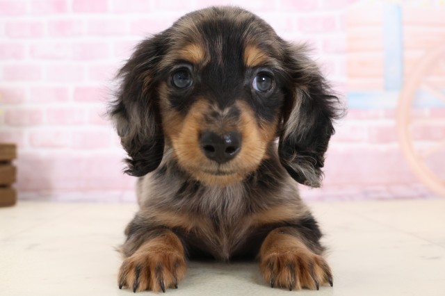 長崎県のミニチュアダックスフンド(ロング) (Coo&RIKU長崎佐世保店/2025年12月8日生まれ/男の子/シルバーダップル)の子犬の1枚目の画像