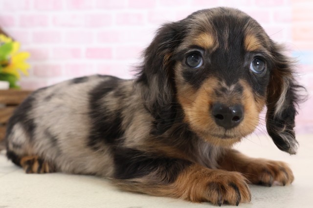 長崎県のミニチュアダックスフンド(ロング) (Coo&RIKU長崎佐世保店/2025年12月8日生まれ/男の子/シルバーダップル)の子犬の2枚目の画像