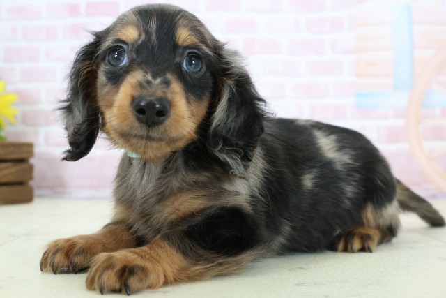 長崎県のミニチュアダックスフンド(ロング) (Coo&RIKU長崎佐世保店/2025年12月8日生まれ/男の子/シルバーダップル)の子犬の3枚目の画像