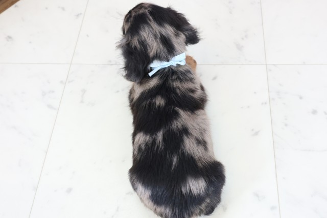 長崎県のミニチュアダックスフンド(ロング) (Coo&RIKU長崎佐世保店/2025年12月8日生まれ/男の子/シルバーダップル)の子犬の4枚目の画像