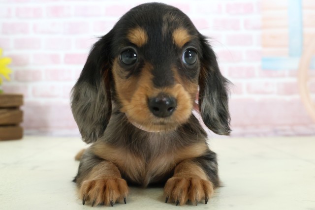 福岡県のミニチュアダックスフンド(ロング) (Coo&RIKUフォレストシティ春日店/2025年12月8日生まれ/女の子/シルバーダップル)の子犬の1枚目の画像