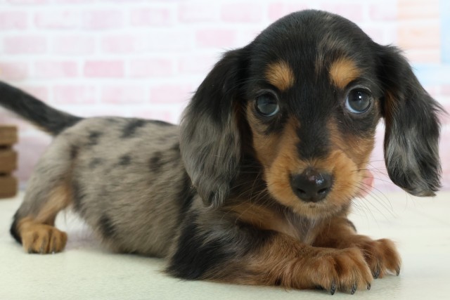 福岡県のミニチュアダックスフンド(ロング) (Coo&RIKUフォレストシティ春日店/2025年12月8日生まれ/女の子/シルバーダップル)の子犬の2枚目の画像