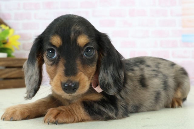 福岡県のミニチュアダックスフンド(ロング) (Coo&RIKUフォレストシティ春日店/2025年12月8日生まれ/女の子/シルバーダップル)の子犬の3枚目の画像