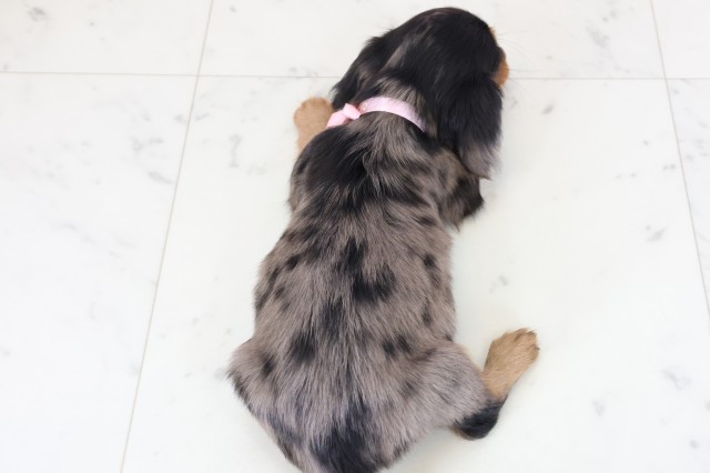 福岡県のミニチュアダックスフンド(ロング) (Coo&RIKUフォレストシティ春日店/2025年12月8日生まれ/女の子/シルバーダップル)の子犬の4枚目の画像