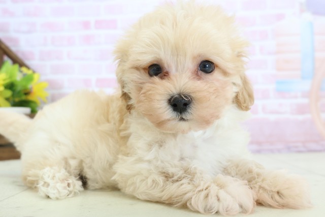 熊本県のマルプー(マルチーズ×プードル) (Coo&RIKUカリーノ玉名店/2025年12月8日生まれ/男の子/クリーム)の子犬の2枚目の画像