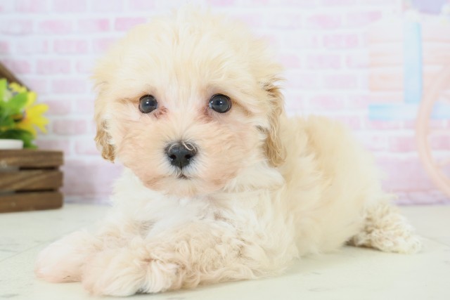 熊本県のマルプー(マルチーズ×プードル) (Coo&RIKUカリーノ玉名店/2025年12月8日生まれ/男の子/クリーム)の子犬の3枚目の画像