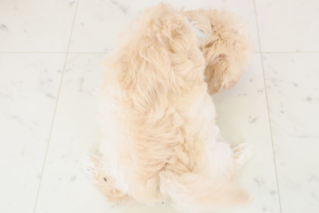 熊本県のマルプー(マルチーズ×プードル) (Coo&RIKUカリーノ玉名店/2025年12月8日生まれ/男の子/クリーム)の子犬の4枚目の画像