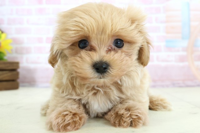 大分県のマルプー(マルチーズ×プードル) (Coo&RIKU大分店/2025年12月8日生まれ/男の子/クリーム)の子犬