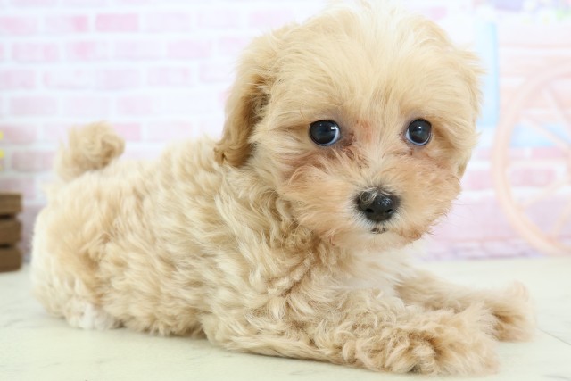 熊本県のマルプー(マルチーズ×プードル) (Coo&RIKU熊本店/2025年12月8日生まれ/女の子/クリーム)の子犬の2枚目の画像