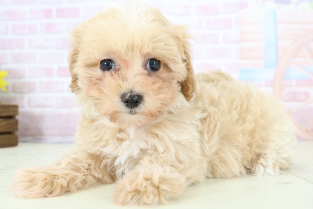 熊本県のマルプー(マルチーズ×プードル) (Coo&RIKU熊本店/2025年12月8日生まれ/女の子/クリーム)の子犬の3枚目の画像