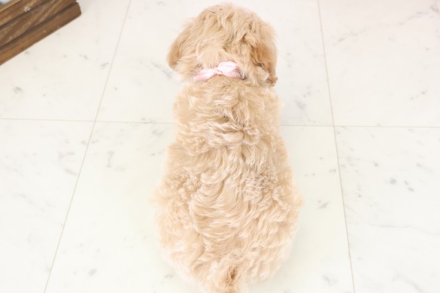 熊本県のマルプー(マルチーズ×プードル) (Coo&RIKU熊本店/2025年12月8日生まれ/女の子/クリーム)の子犬の4枚目の画像