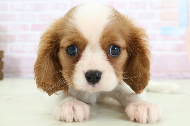 福岡県のキャバリアキングチャールズスパニエル (Coo&RIKU福岡東店/2025年12月9日生まれ/女の子/ブレンハイム)の子犬の1枚目の画像