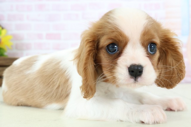 福岡県のキャバリアキングチャールズスパニエル (Coo&RIKU福岡東店/2025年12月9日生まれ/女の子/ブレンハイム)の子犬の2枚目の画像