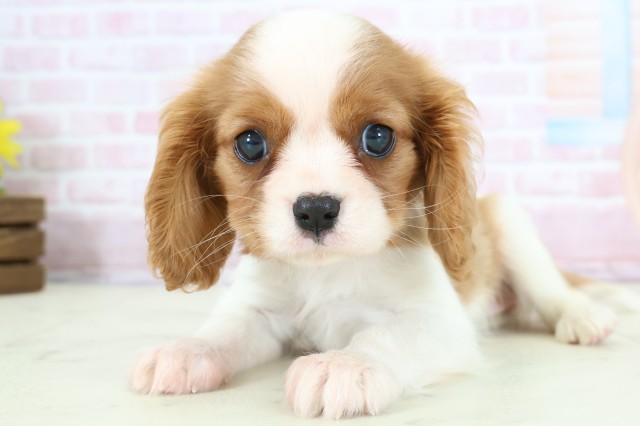 福岡県のキャバリアキングチャールズスパニエル (Coo&RIKU福岡東店/2025年12月9日生まれ/女の子/ブレンハイム)の子犬の3枚目の画像