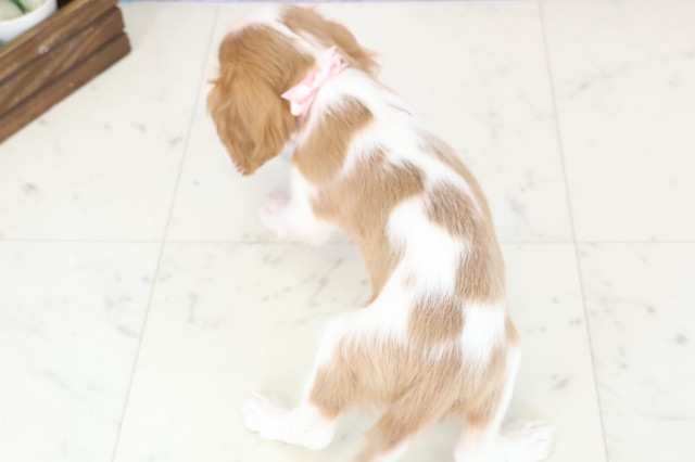福岡県のキャバリアキングチャールズスパニエル (Coo&RIKU福岡東店/2025年12月9日生まれ/女の子/ブレンハイム)の子犬の4枚目の画像