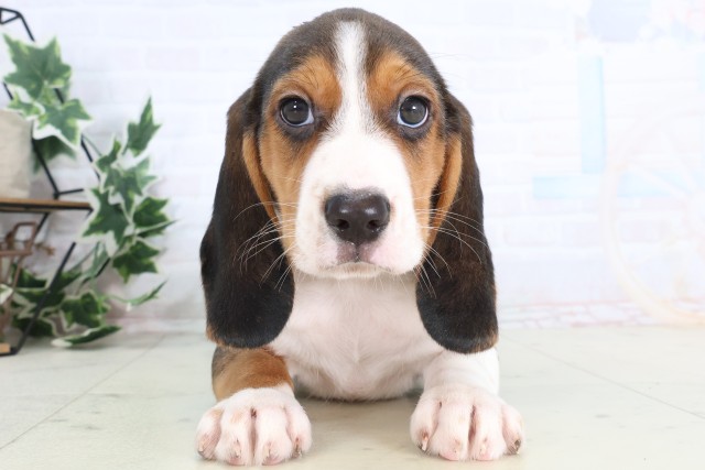 福岡県のビーグル (Coo&RIKU福岡西店/2025年12月10日生まれ/男の子/ハウンドカラー)の子犬