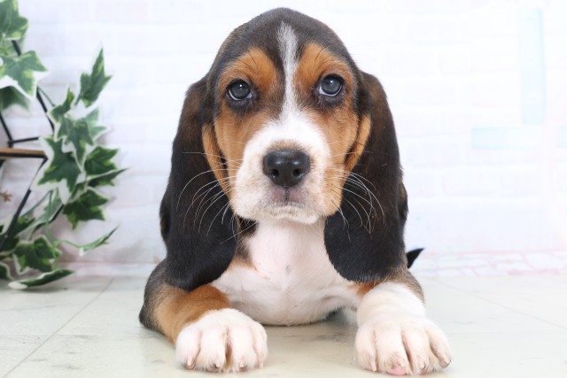 福岡県のビーグル (Coo&RIKU小倉店/2025年12月10日生まれ/男の子/ハウンドカラー)の子犬
