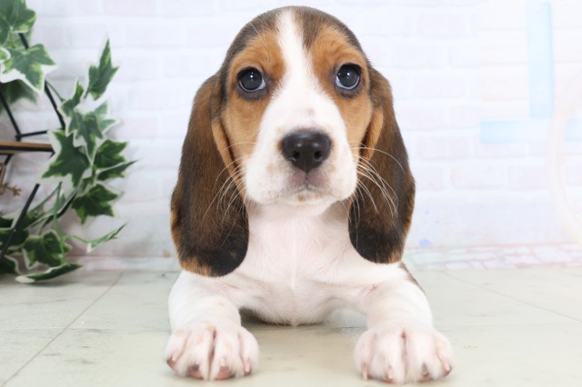 鹿児島県のビーグル (Coo&RIKU鹿児島店/2025年12月10日生まれ/女の子/ハウンドカラー)の子犬の1枚目の画像