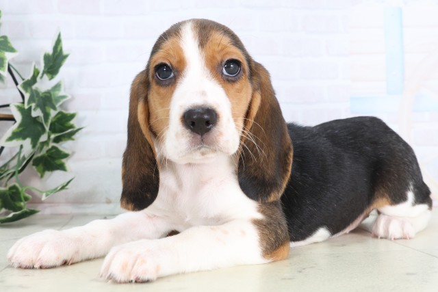 鹿児島県のビーグル (Coo&RIKU鹿児島店/2025年12月10日生まれ/女の子/ハウンドカラー)の子犬の3枚目の画像